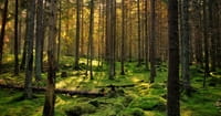 Talking Trees: Naturalism Has No Language of Wonder